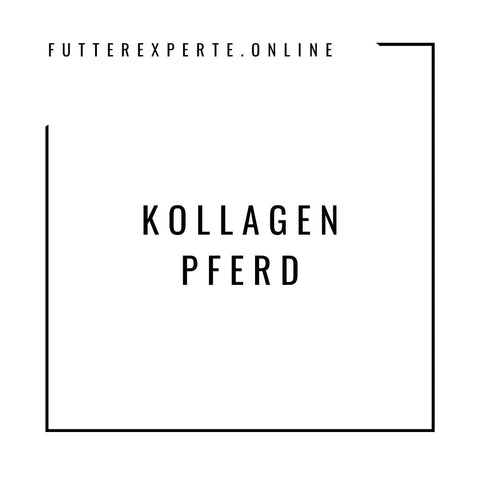 Kollagen Pferd