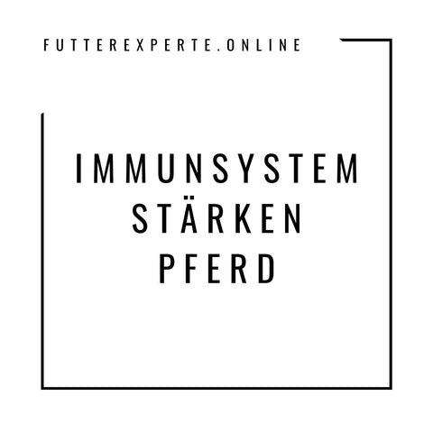 Immunsystem stärken Pferd