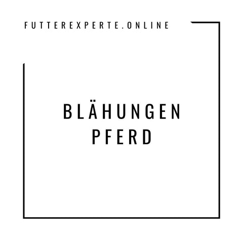 Blähungen Pferd