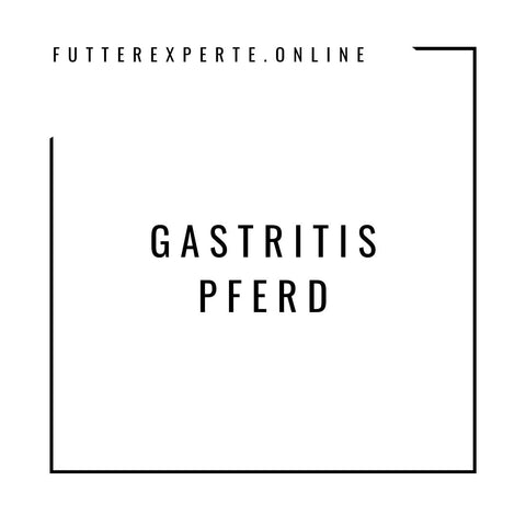 Gastritis Pferd