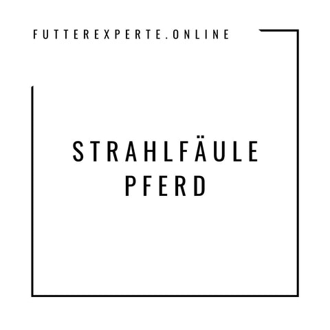 Strahlfäule Pferd