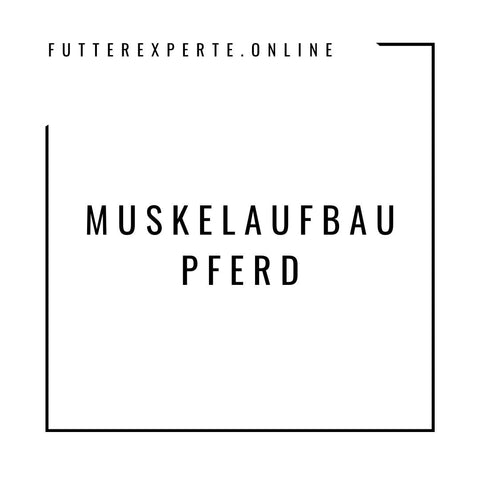 Muskelaufbau Pferd