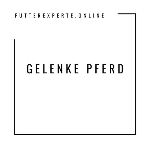 Gelenke Pferd